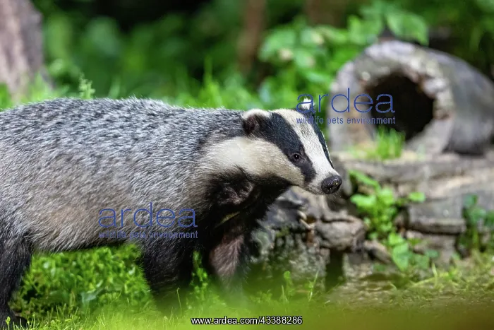 : EUROPEAN BADGER : EUROPEAN BADGER