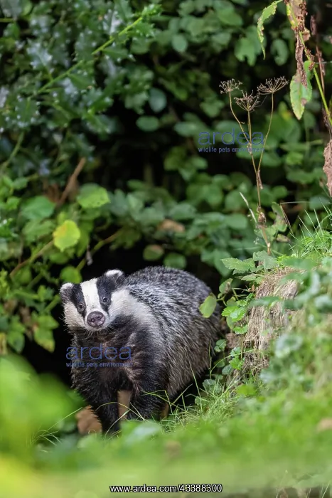 : EUROPEAN BADGER : EUROPEAN BADGER