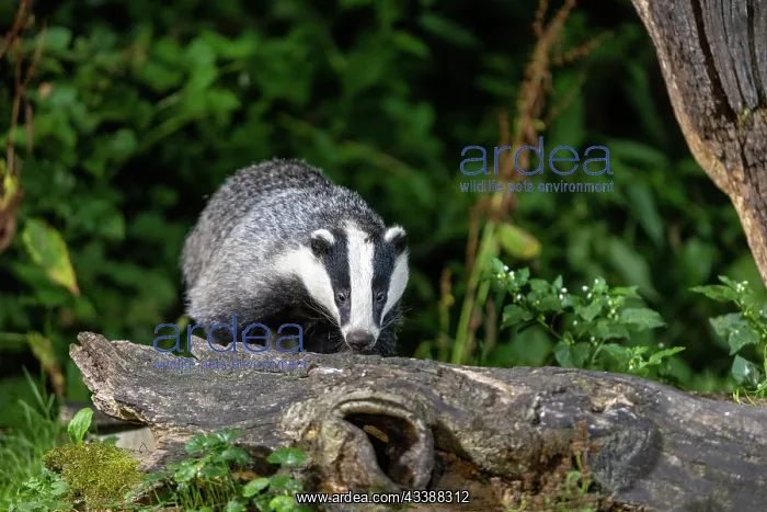 : EUROPEAN BADGER : EUROPEAN BADGER