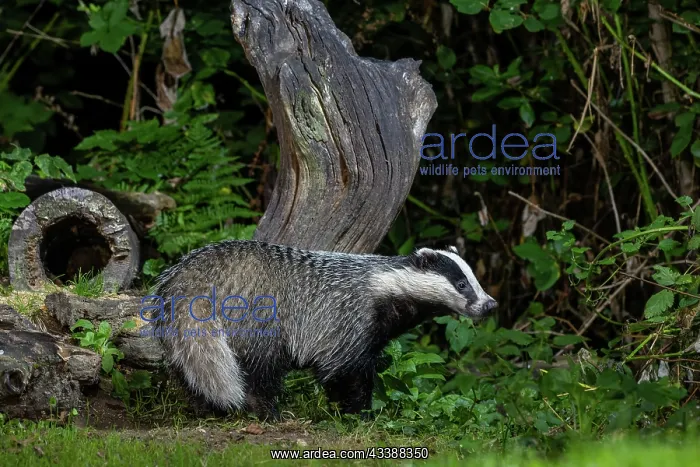: EUROPEAN BADGER : EUROPEAN BADGER