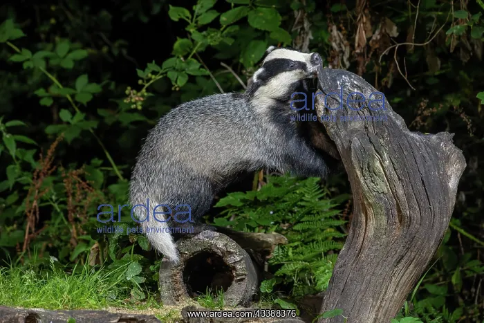 : EUROPEAN BADGER : EUROPEAN BADGER
