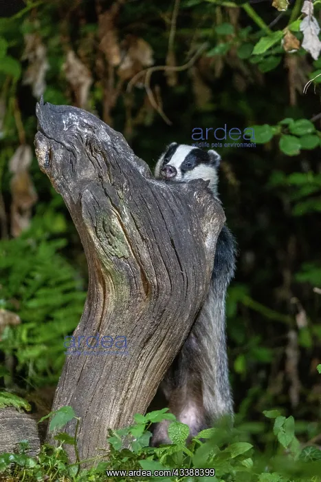 : EUROPEAN BADGER : EUROPEAN BADGER