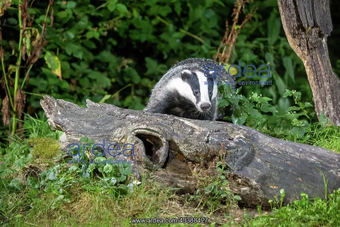 : EUROPEAN BADGER : EUROPEAN BADGER