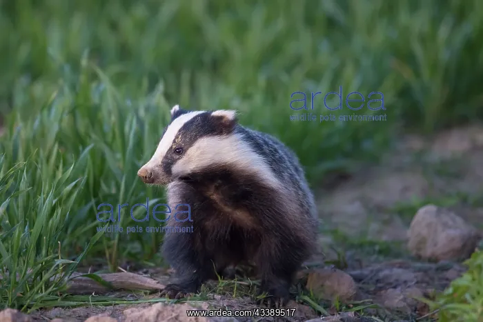 : European Badger : European Badger