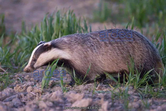 : European Badger : European Badger