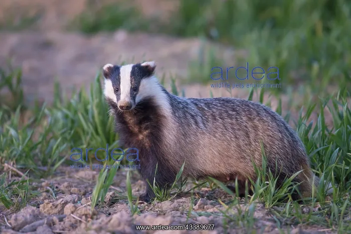: European Badger : European Badger