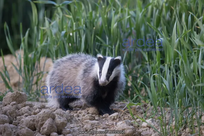: European Badger : European Badger
