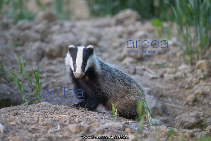 : European Badger : European Badger