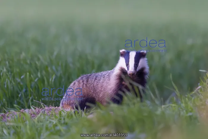 : European Badger - adult badger - Germany : European Badger - adult badger - Germany