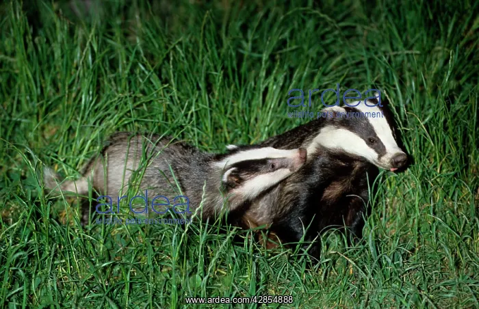 : European Badger - Adult with young : European Badger - Adult with young