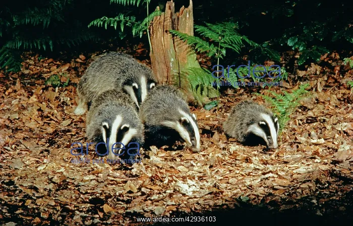 : European Badger - Adults and three month old cub foraging : European Badger - Adults and three month old cub foraging