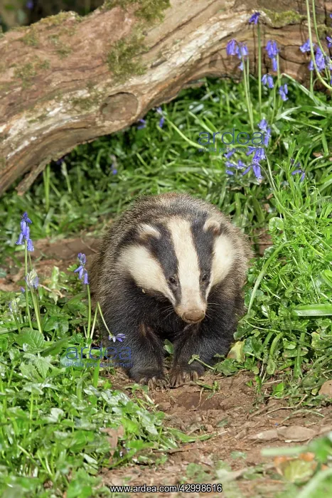 : European Badger - in Bluebells at spring : European Badger - in Bluebells at spring