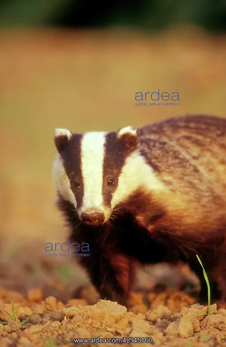: European Badger - close-up, front-view : European Badger - close-up, front-view