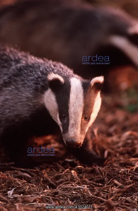 : European Badger - close-up of head : European Badger - close-up of head