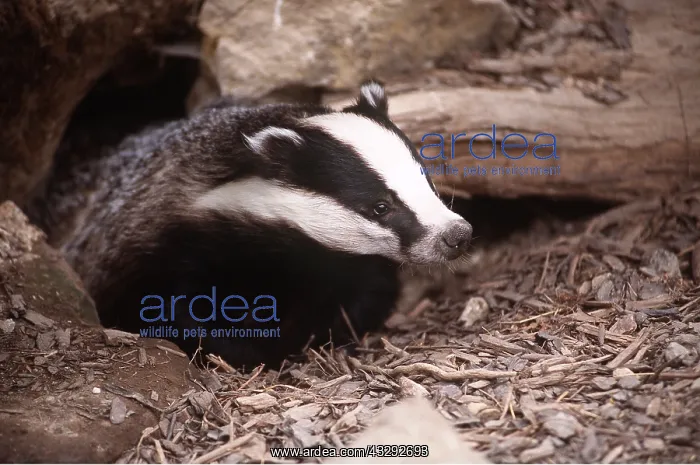 : European Badger - close-up, at sett : European Badger - close-up, at sett
