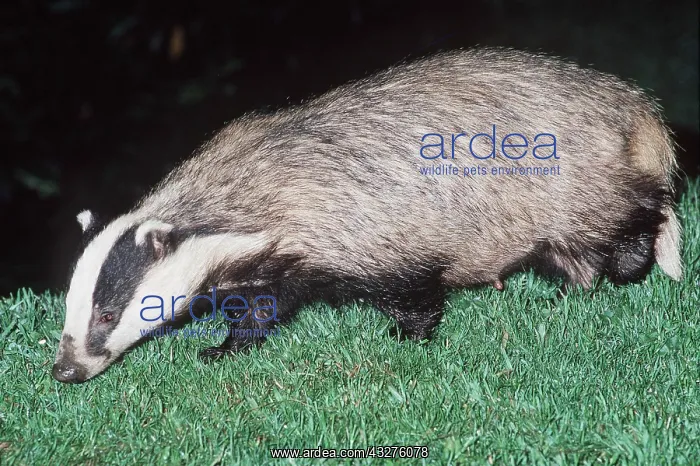 : European Badger - Close-up, side view : European Badger - Close-up, side view