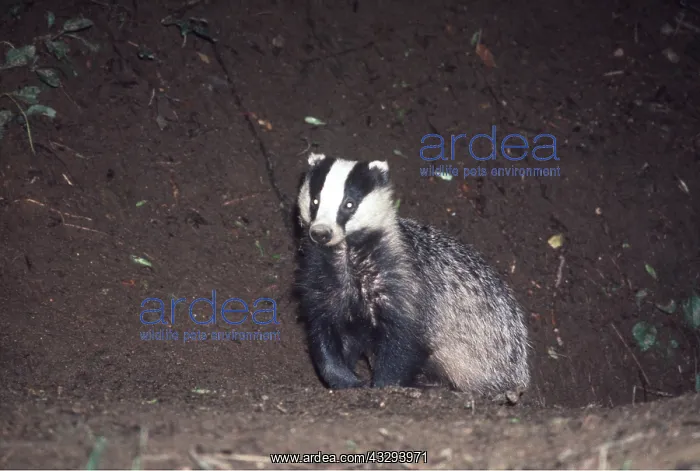 : European Badger - coming out of sett : European Badger - coming out of sett