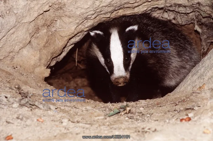 : European Badger - coming out of sett entrance : European Badger - coming out of sett entrance