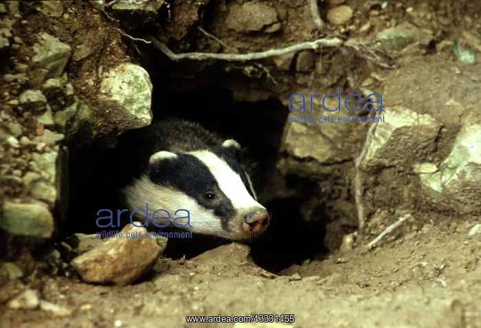 : European Badger - coming out of sett entrance : European Badger - coming out of sett entrance
