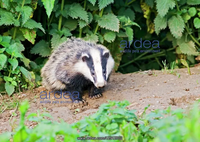: European Badger - cub at entrance to sett, evening daylight : European Badger - cub at entrance to sett, evening daylight
