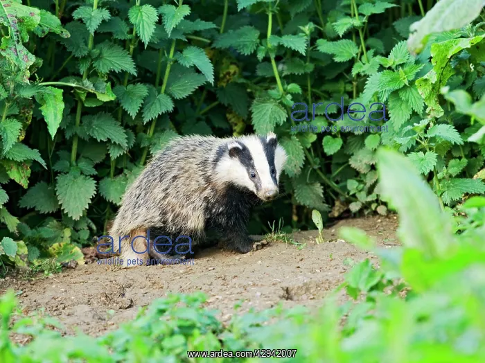 : European Badger - cub at entrance to sett, evening daylight : European Badger - cub at entrance to sett, evening daylight