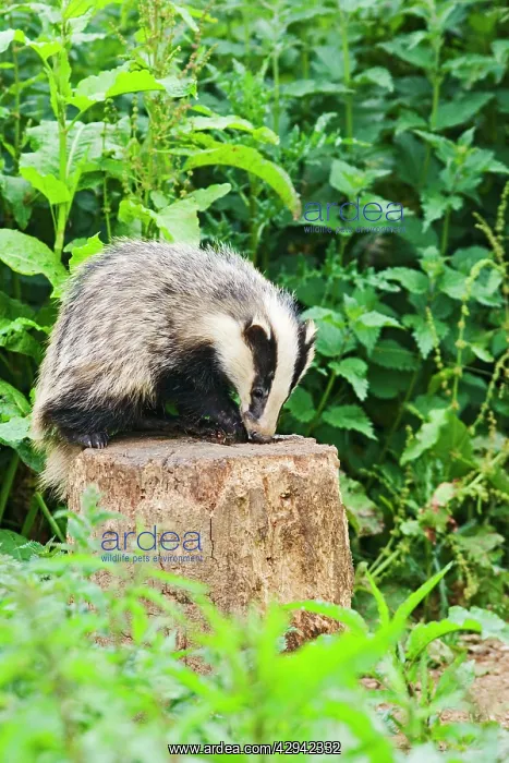 : European Badger - cub feeding from log by sett : European Badger - cub feeding from log by sett