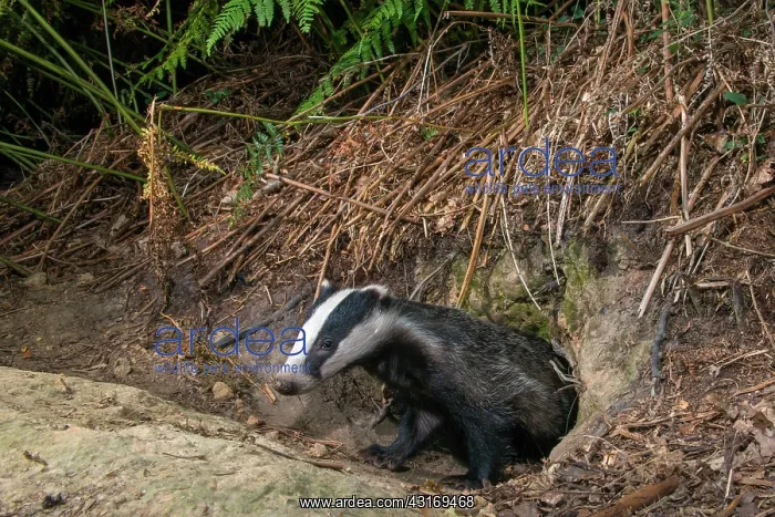 : European badger cub at sett entrance hole : European badger cub at sett entrance hole