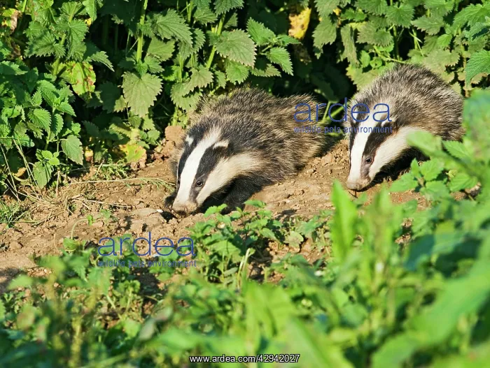 : European Badger - cubs at entrance to sett, evening daylight : European Badger - cubs at entrance to sett, evening daylight