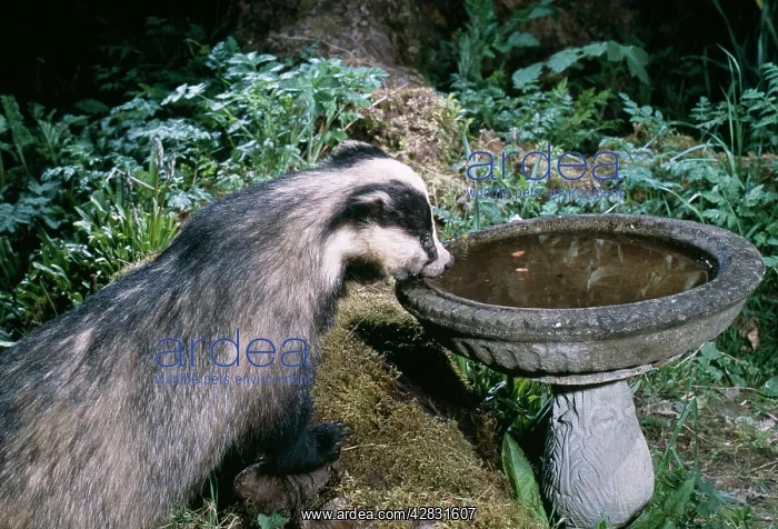 : European Badger - drinking from bird bath : European Badger - drinking from bird bath