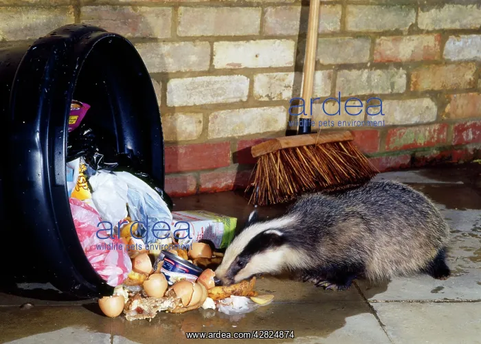 : European Badger - at dustbin : European Badger - at dustbin