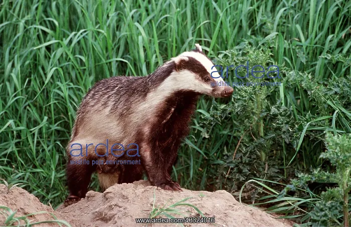: European Badger - on earth mound of badger sett : European Badger - on earth mound of badger sett