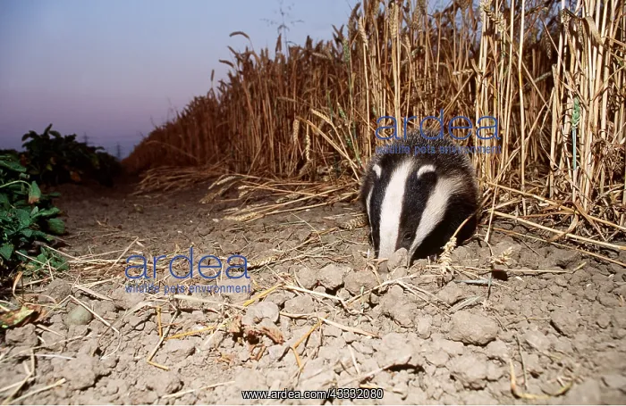 : European Badger - edge of field : European Badger - edge of field