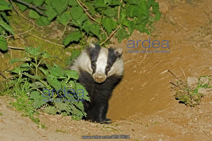  : European badger - emerging from sett