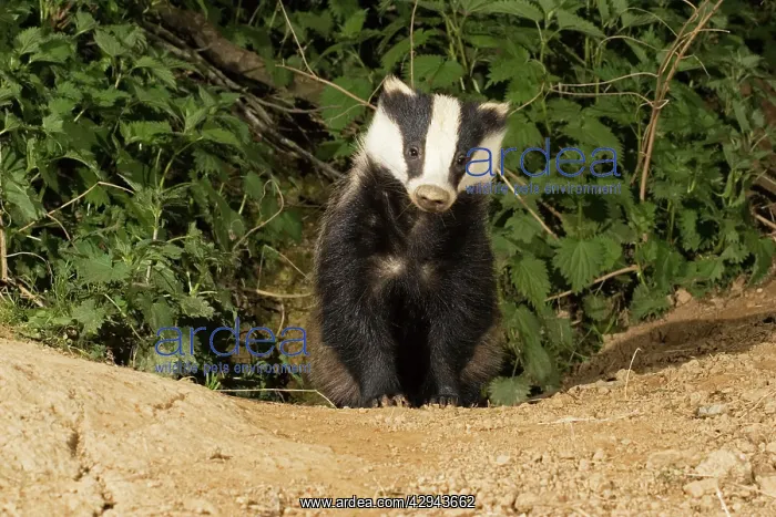 : European badger - emerging from sett : European badger - emerging from sett