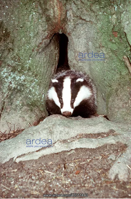 : European BADGER - by entrance to hole in tree trunk : European BADGER - by entrance to hole in tree trunk