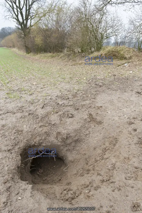  : European Badger - entrance to set - Germany