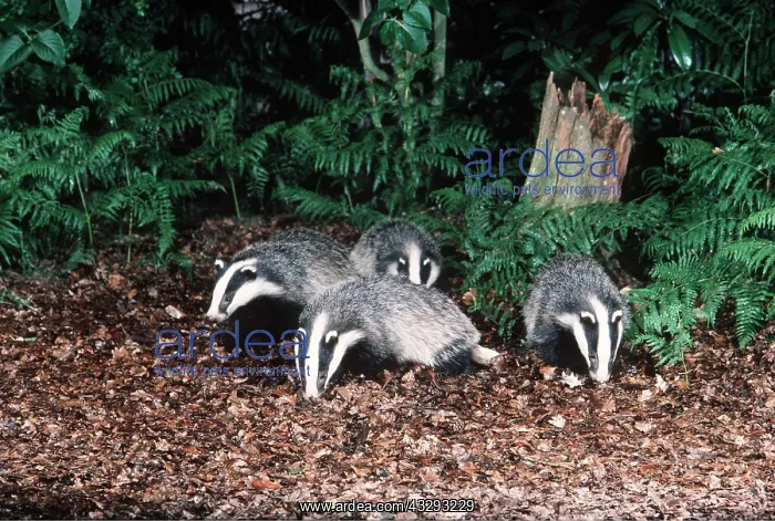 : European Badger - family foraging in undergrowth in Autumn : European Badger - family foraging in undergrowth in Autumn