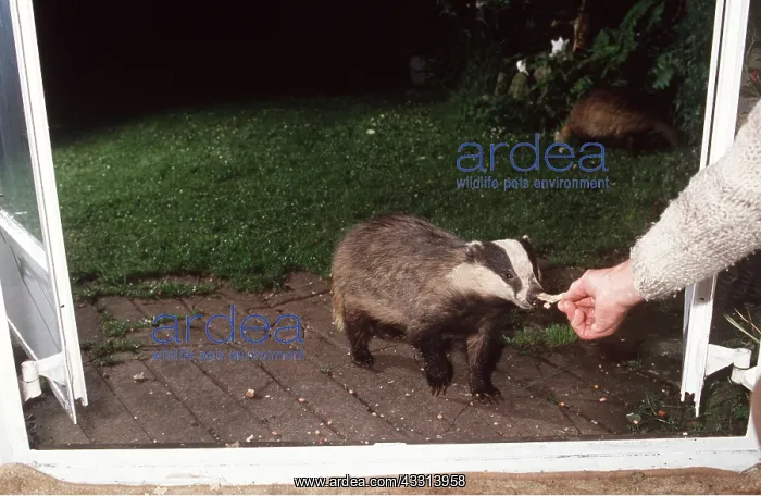  : European Badger - being fed by hand at kitchen door