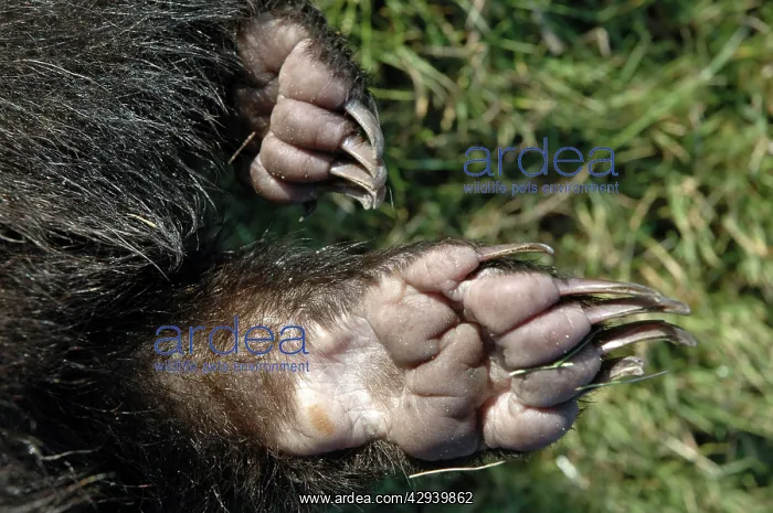 : European Badger - feet showing pads and claws : European Badger - feet showing pads and claws