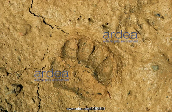 : European Badger - footprint in the mud : European Badger - footprint in the mud