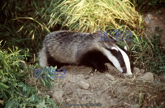 : European Badger - foraging in earth : European Badger - foraging in earth