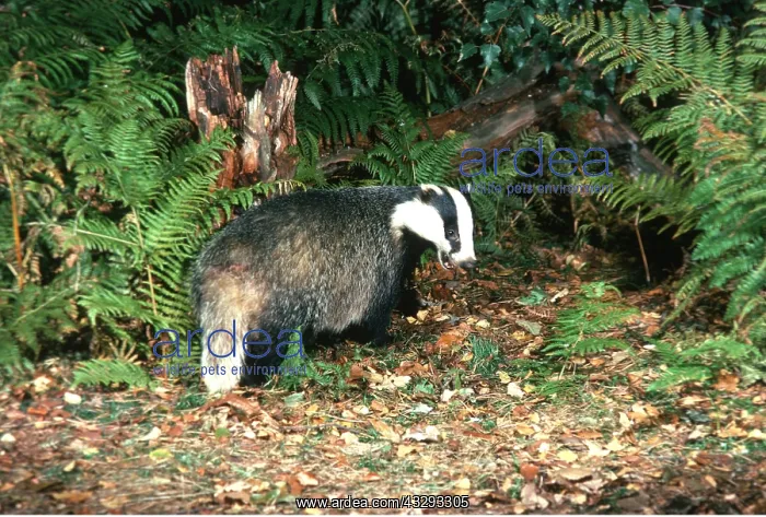 : European Badger - foraging in undergrowth during Autumn : European Badger - foraging in undergrowth during Autumn