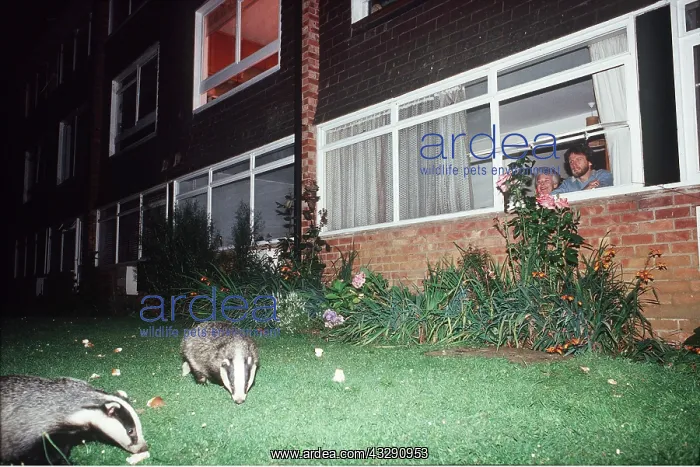 : European Badger - two in garden, with people watching : European Badger - two in garden, with people watching