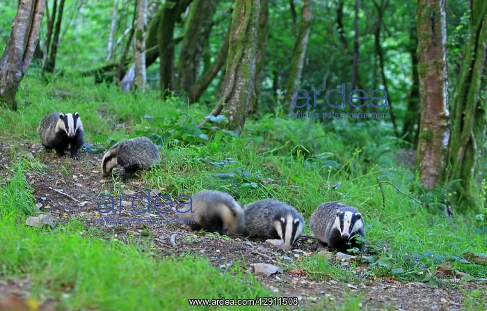  : European Badger - group in woodland