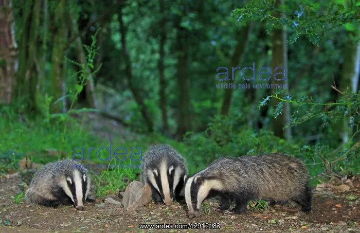 : European Badger - group in woodland : European Badger - group in woodland
