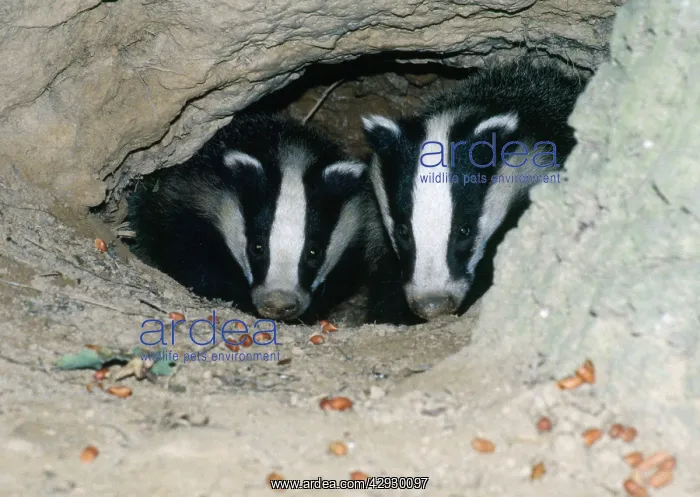 : European BADGER - two heads in set : European BADGER - two heads in set