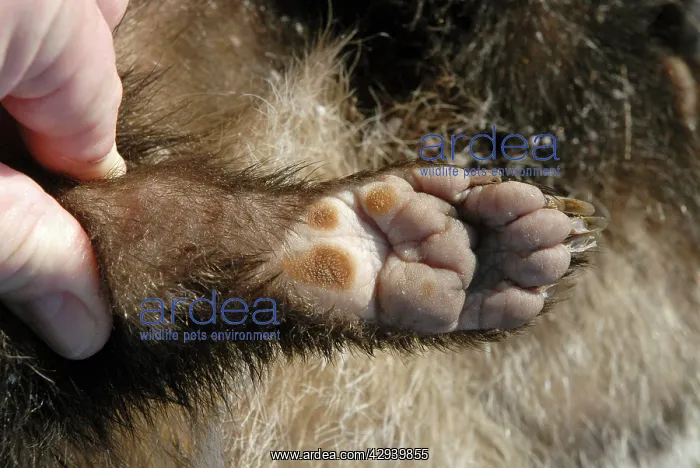 : European Badger hindfoot showing pads and claws : European Badger hindfoot showing pads and claws