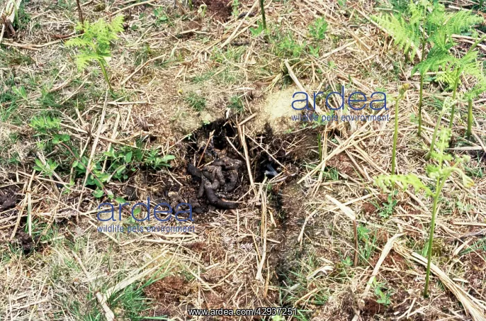 : European Badger - LATRINE : European Badger - LATRINE