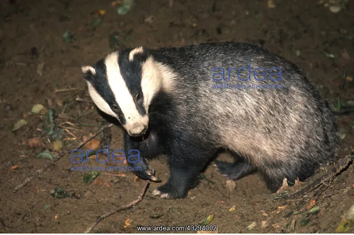 : European BADGER - leaving sett : European BADGER - leaving sett
