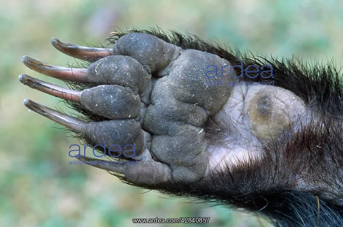 : European Badger - front left paw : European Badger - front left paw